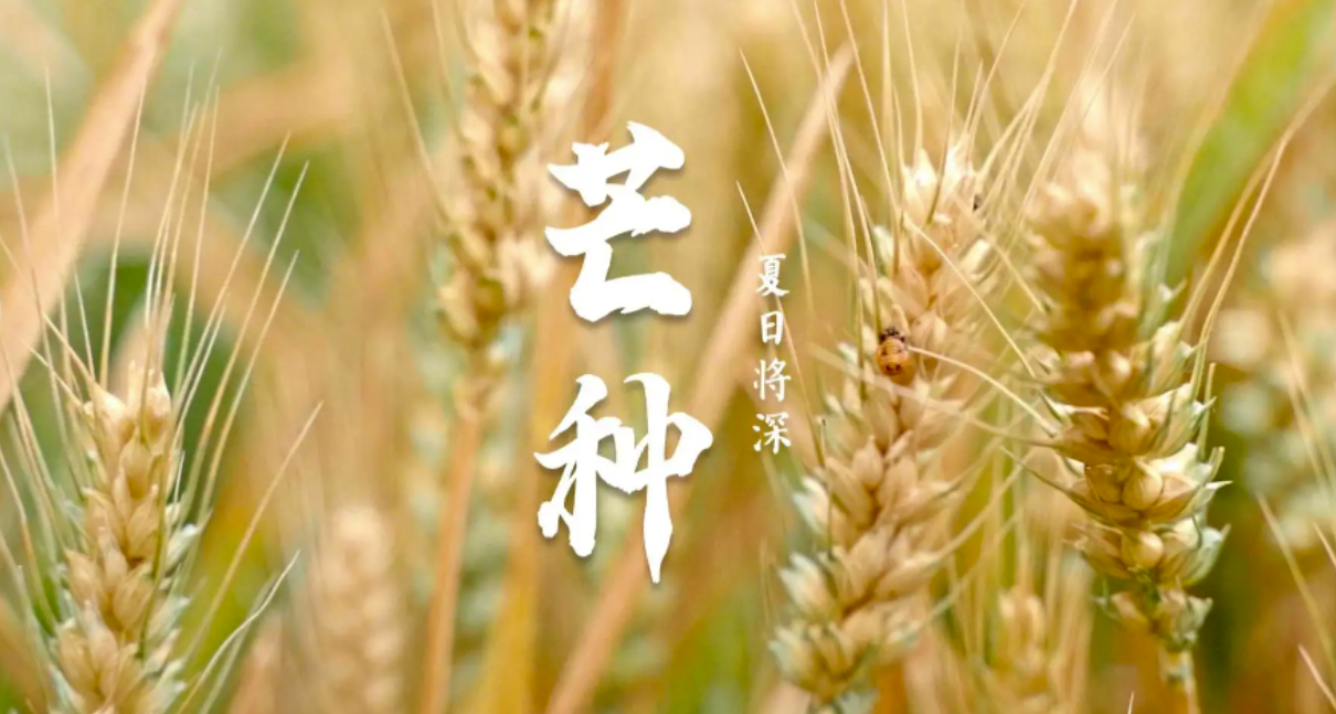 芒種時節(jié)：播種希望，收獲美好